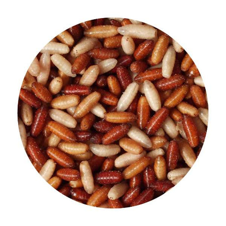 Casters – Lebendköder 250g