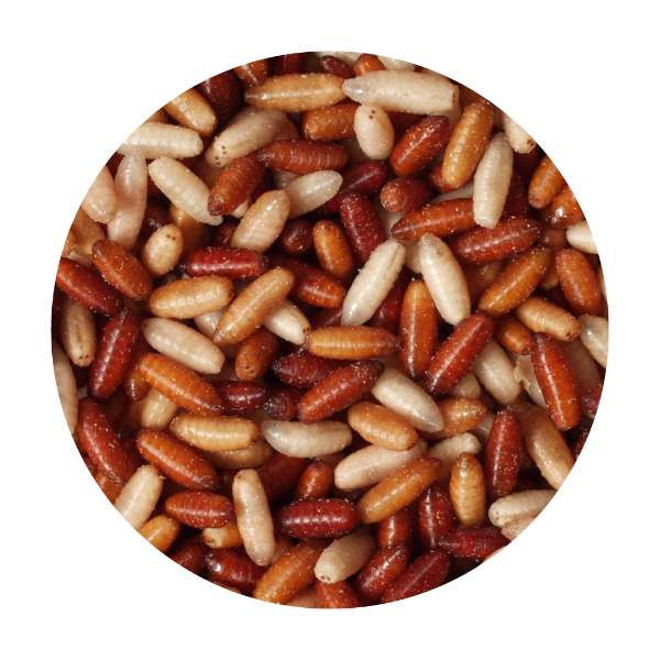 Casters – Lebendköder 250g