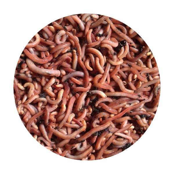Dendrobena – Lebendköder Würmer
