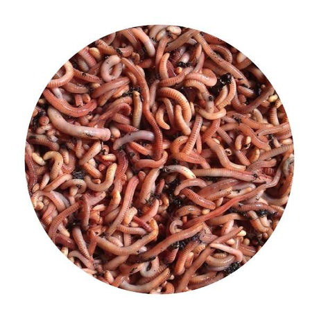Dendrobena – Lebendköder Würmer
