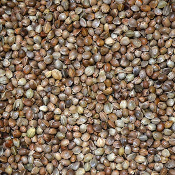 All-In-Partikel Hanf 2kg