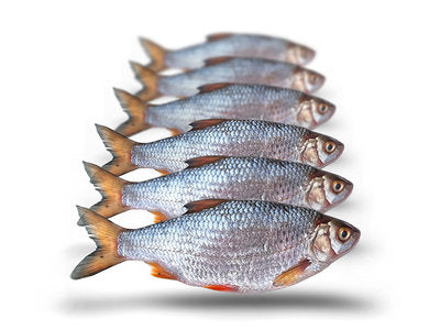 Prebaits Plötze Medium | Toter Köder