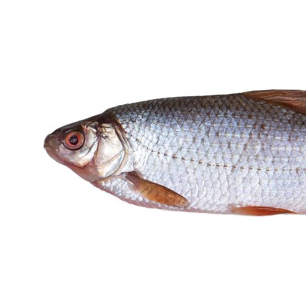 Prebaits Plötze Groß | Toter Köder