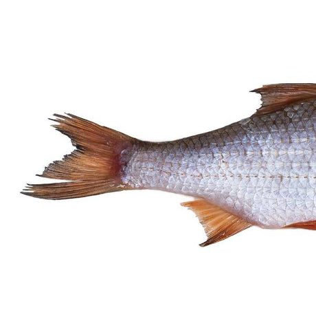 Prebaits Plötze Groß | Toter Köder