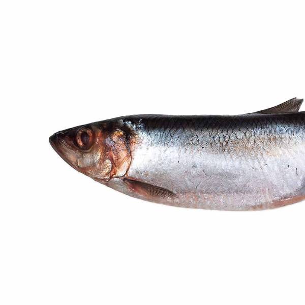 Prebaits Hering Klein | Toter Köder