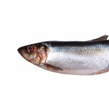 Prebaits Hering Klein | Toter Köder
