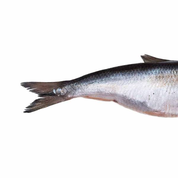 Prebaits Hering Klein | Toter Köder