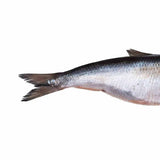 Prebaits Hering Klein | Toter Köder
