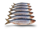 Prebaits Hering Klein | Toter Köder