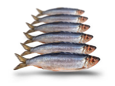 Prebaits Hering Klein | Toter Köder