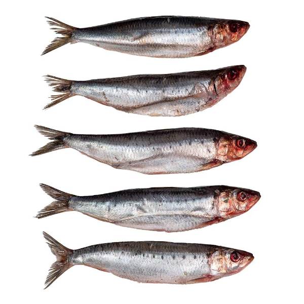 Prebaits Sardinen | Toter Köder
