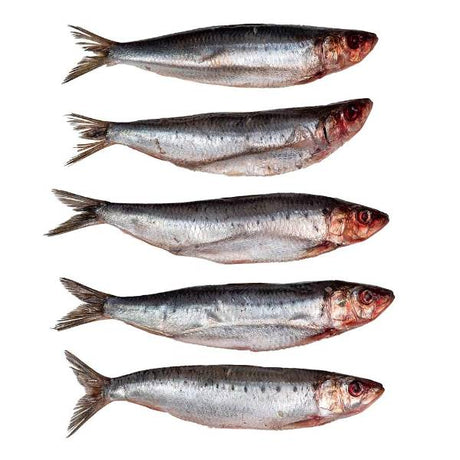 Prebaits Sardinen | Toter Köder