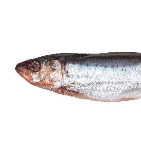 Prebaits Sardinen | Toter Köder