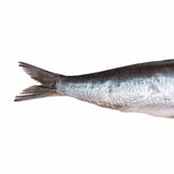 Prebaits Sardinen | Toter Köder