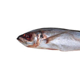 Prebaits Stöcker 15-22cm | Toter Köder