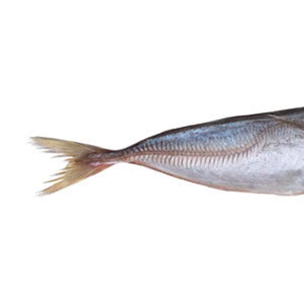Prebaits Stöcker 15-22cm | Toter Köder