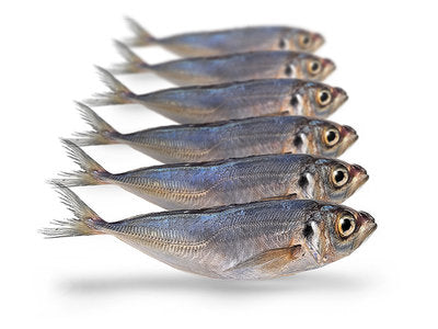 Prebaits Stöcker 15-22cm | Toter Köder
