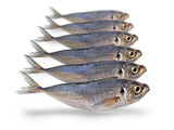 Prebaits Stöcker 15-22cm | Toter Köder