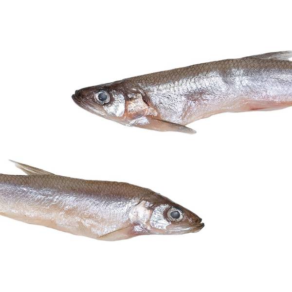 Prebaits Spiering Groß | Toter Köder
