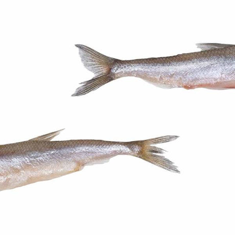 Prebaits Spiering Groß | Toter Köder
