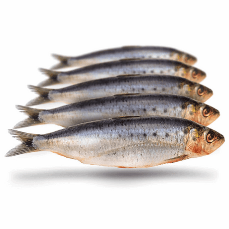 Prebaits Sardinen Groß 18-23cm ca. 5-6 St.