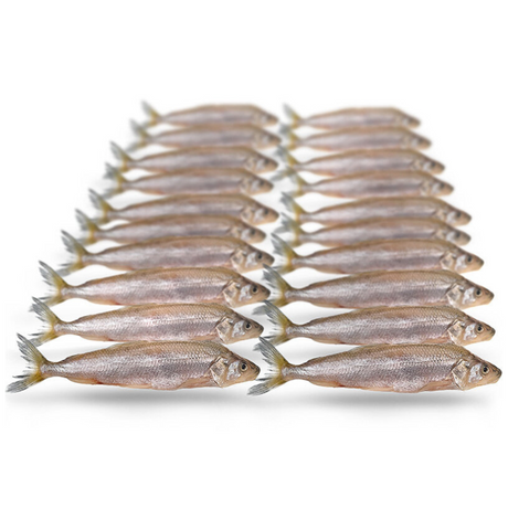 Prebaits Stint Klein 7-10cm ca. 20-25 St.