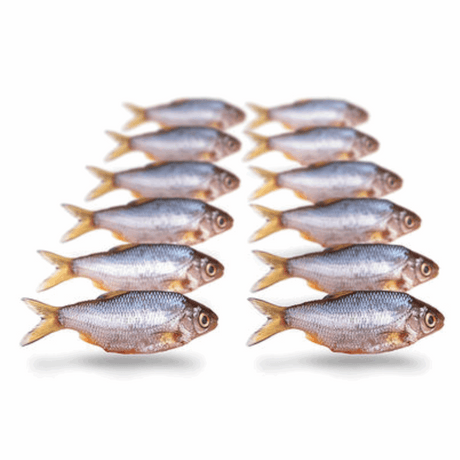 Prebaits Plötze/Kolblei Klein | Toter Köder