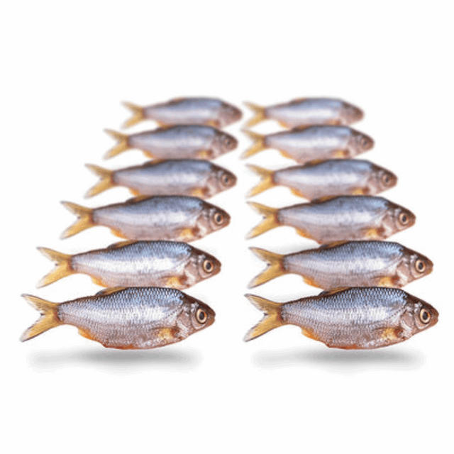 Prebaits Plötze/Kolblei Klein | Toter Köder