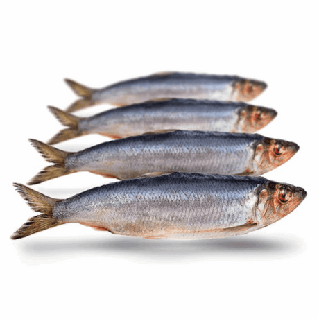 Prebaits Hering Groß | Toter Köder