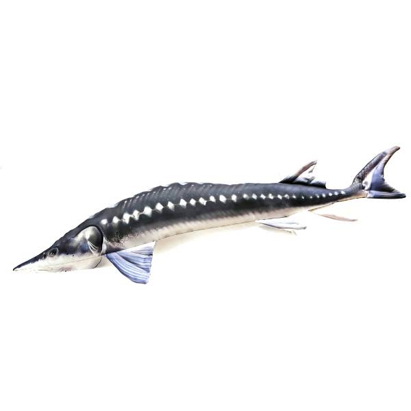 Gaby Europäischer Stör Kissen 125cm