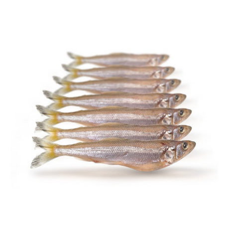 Prebaits Spiering Groß | Toter Köder