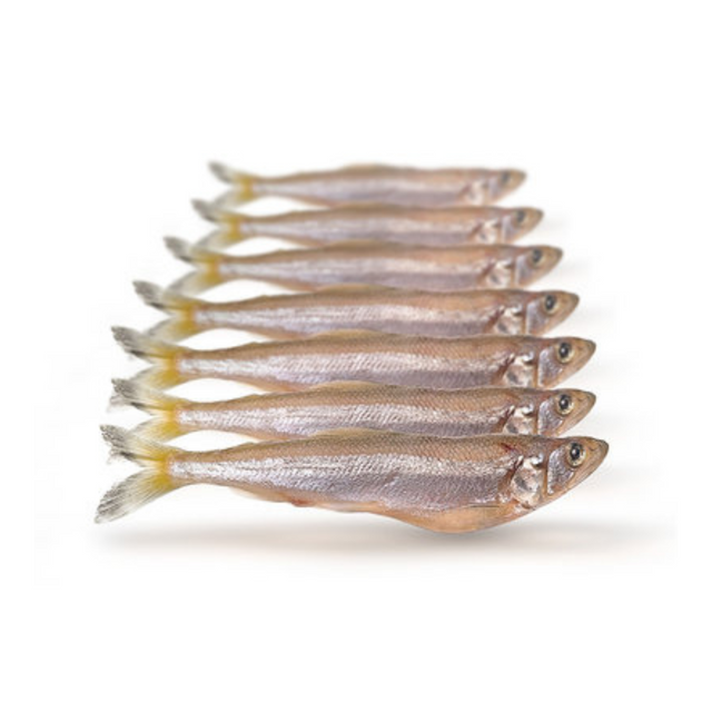 Prebaits Spiering Groß | Toter Köder