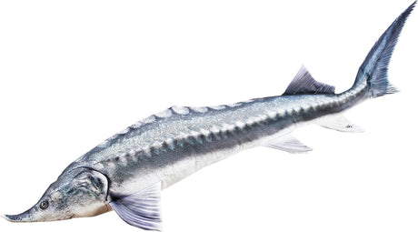 Gaby Beluga Stör Kissen – 140 cm