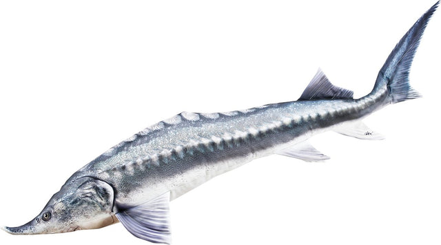 Gaby Beluga Stör Kissen – 140 cm